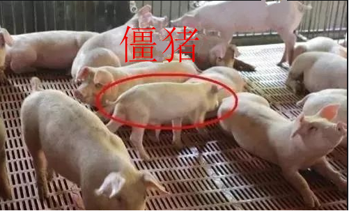 僵豬 僵豬
