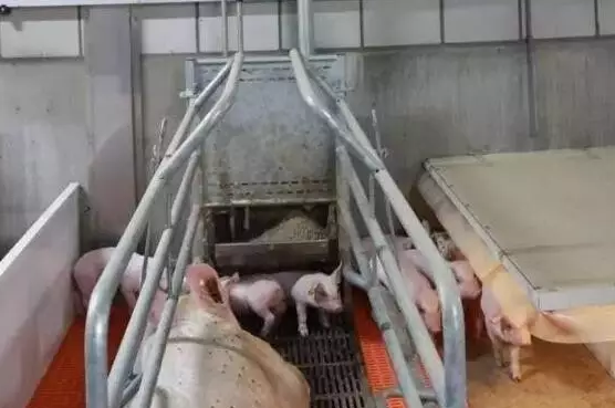 仔豬腹瀉 仔豬腹瀉