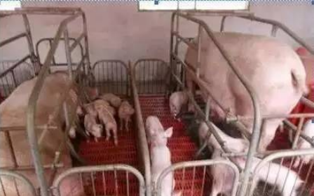 豬體質(zhì)差 豬體質(zhì)差