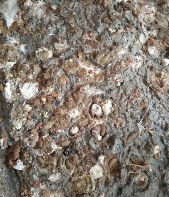 腸毒綜合征 腸毒綜合征