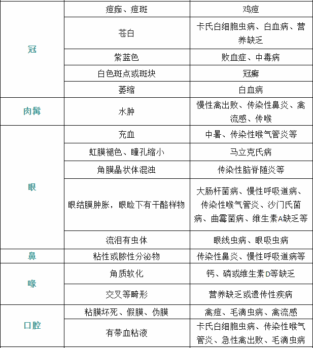 家禽疾病癥狀3 家禽疾病癥狀3