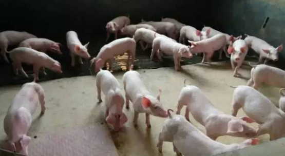 做好防非控藍(lán)，豬場穩(wěn)贏-上海邦森